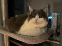 「なにこの生き物？」猫を飼っていたはずが…まるで別の生き物のように見えて思わず爆笑