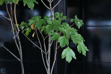 日陰に植える目隠し常緑樹】おしゃれで「ほぼ手入れいらず」な庭木3選
