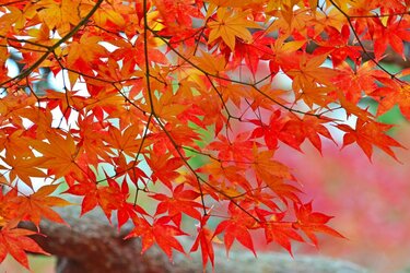 ガーデニング】庭やベランダにも紅葉を。色づく赤がオシャレな植物・6
