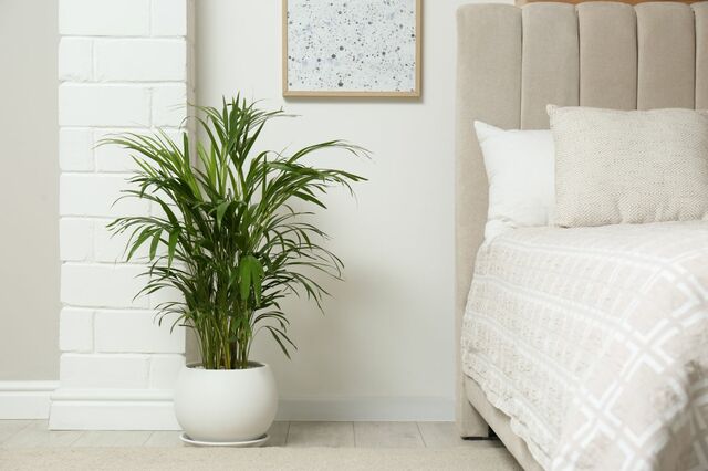 この秋お迎えしたい《おしゃれな観葉植物》3選＆秋冬の置き場所や水やりなど育て方のコツも解説