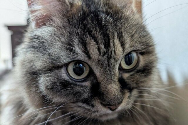 いつもは「かわいい猫ちゃん」が豹変？　思わず二度見してしまう姿に反響
