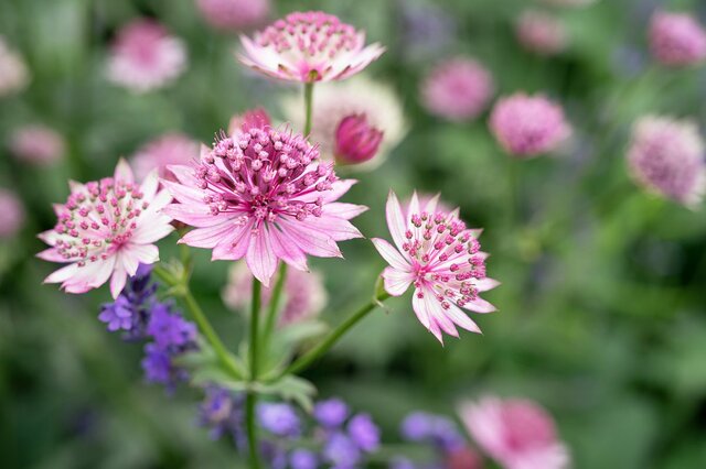 【ほぼ放任OK】初夏ガーデン華やぐ「野趣あふれる宿根草4選」ローメンテで美しい花を毎年楽しみたい！