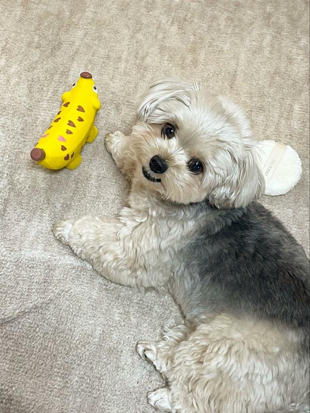 犬が本気で遊んでいるときに写真を撮ると　まさかの光景に笑っちゃう