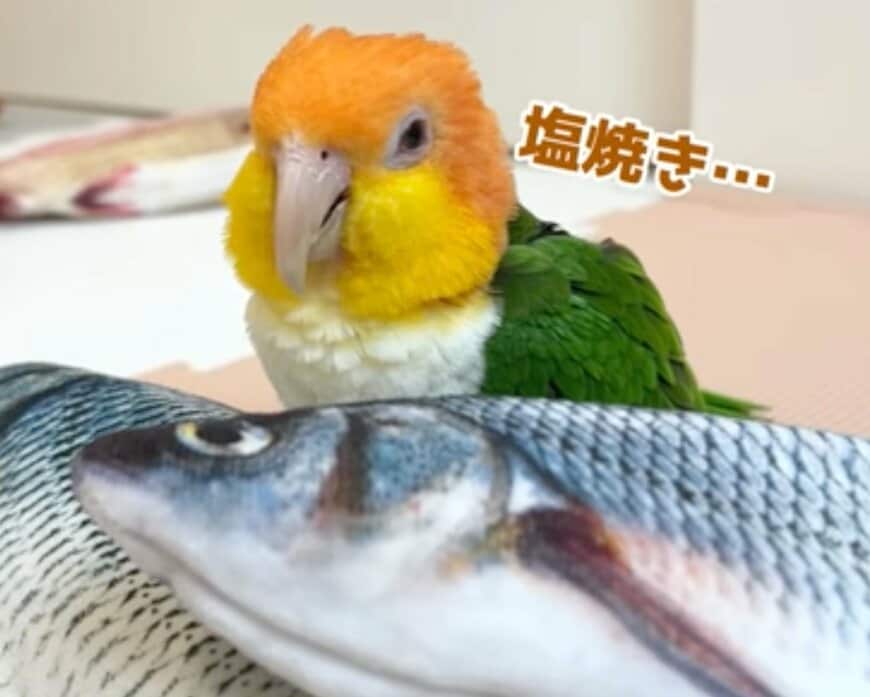 大好きなおもちゃが動かなくなったインコ　「心優しい反応」に思わず見入ってしまう