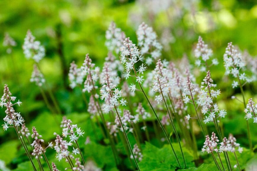 Flower_Garden/shutterstock.com