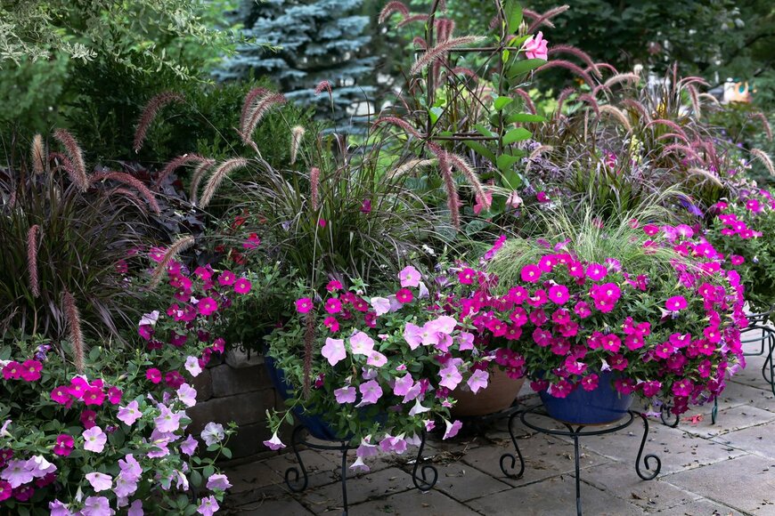 Molly Shannon/Shutterstock.com