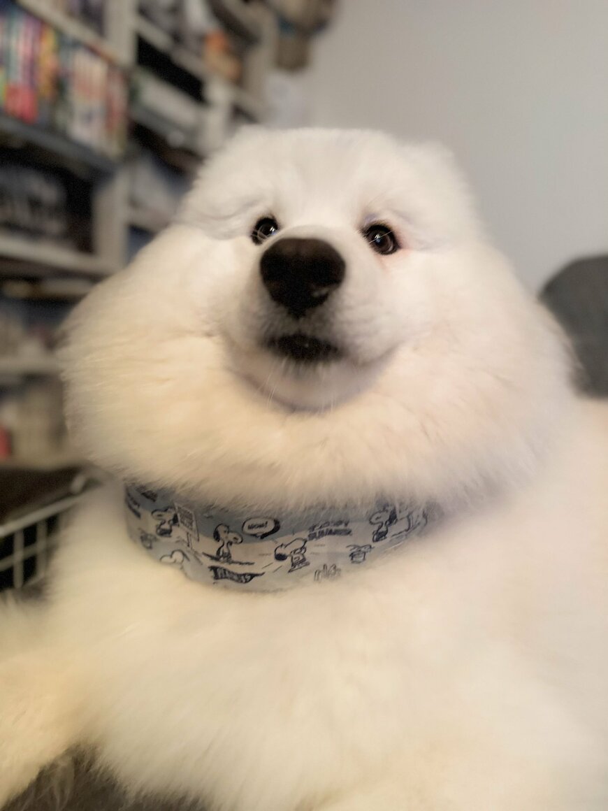 出所：@samoedsoran