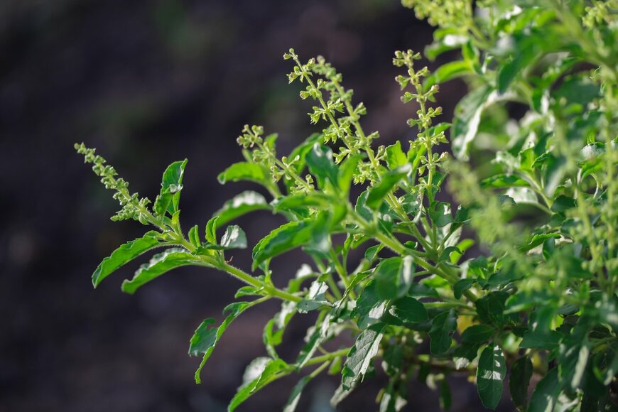 J.Dream/shutterstock.com