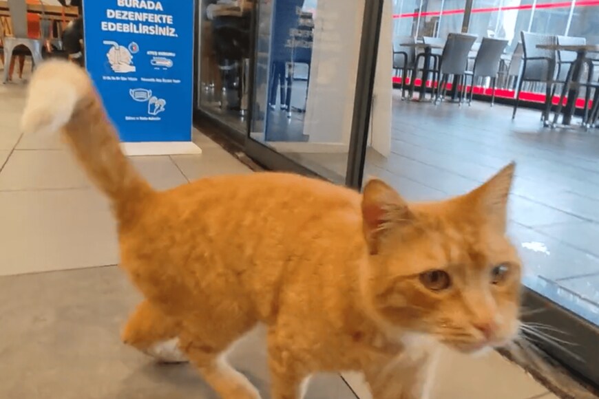 出所：@nekosanpoch