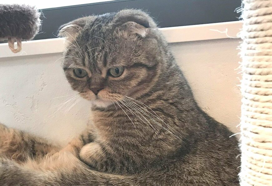 出所：@ponpokopontanu