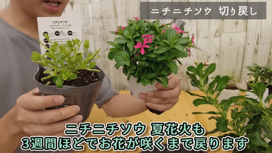 出所：@petit_fleur