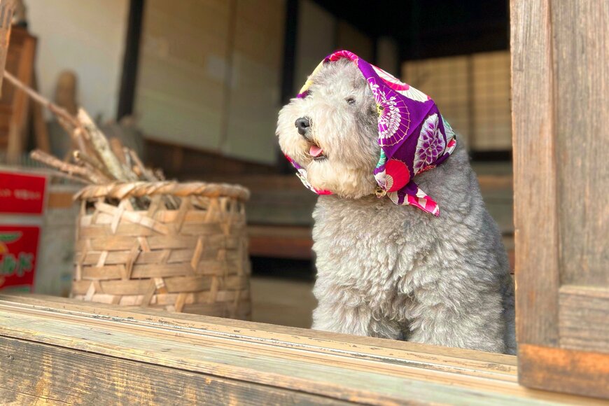 玄関で外を眺めるワンコの姿が完全におばあちゃんと話題