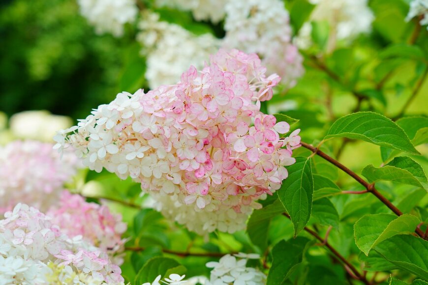 Mariola Anna S/Shutterstock.com