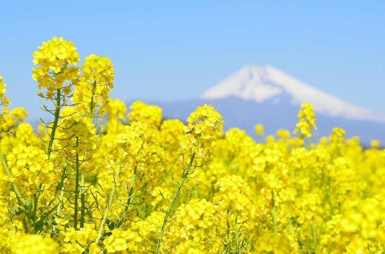 海外投資家が2週連続で買い越したー2016年4月15日までの投資家動向