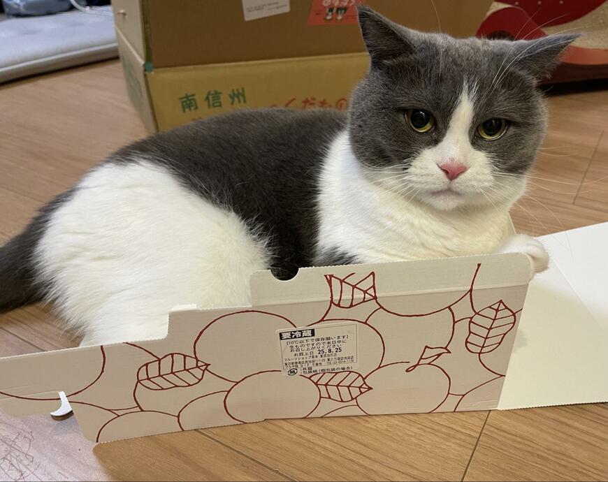 ケーキの箱にどうしても入りたかった猫　まさかの光景に笑ってしまう
