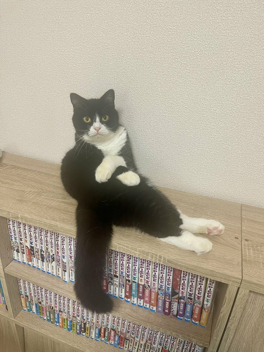 話を聞いてくれそうな猫ちゃん