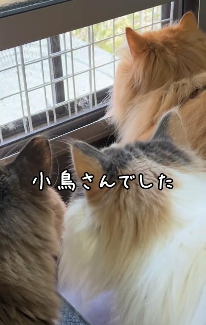 出所：@cat.kinakomochi