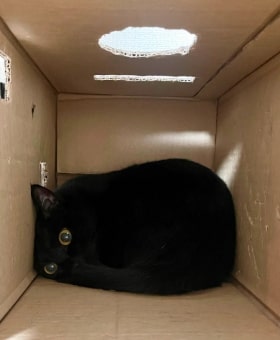 出所：@Teagle_Noir