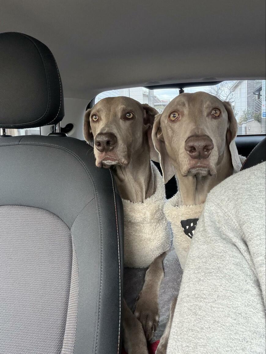 出所：@lupiloa_weim