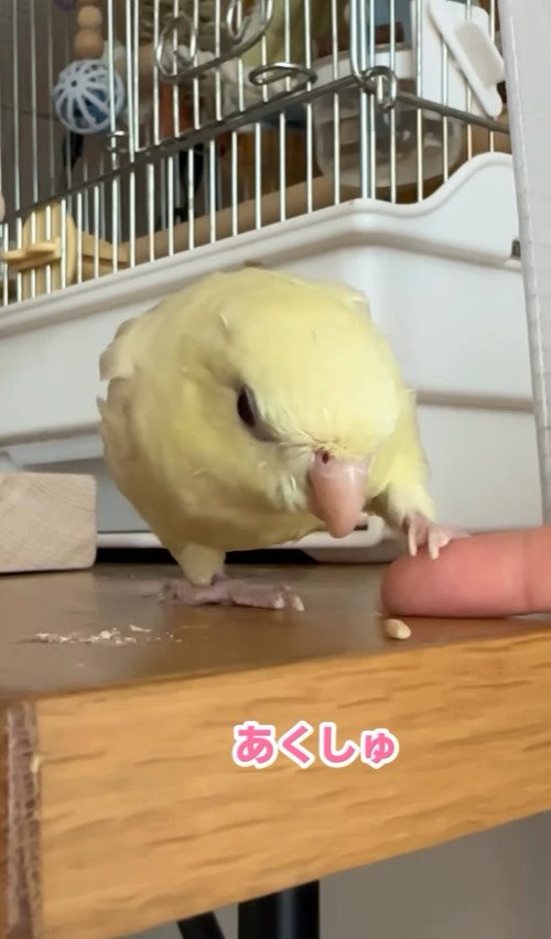 出所：@daiinkoteikoku_soraoto