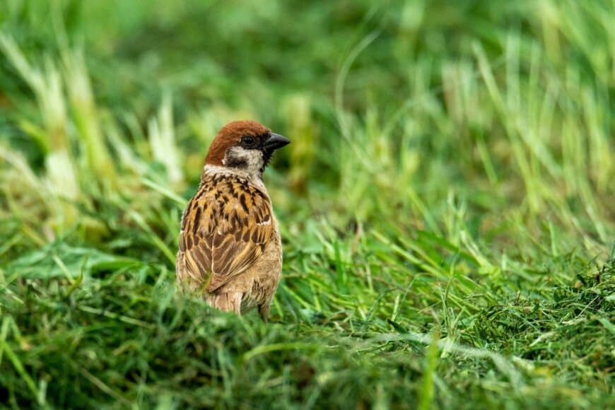 「頭がかゆいスズメ」後ろから撮影したら…　思わず悶絶してしまう光景が話題「後頭部がラブリー」