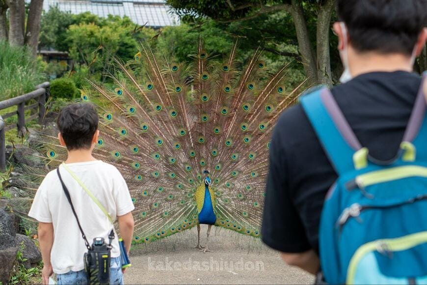 出所：@kakedashiudon