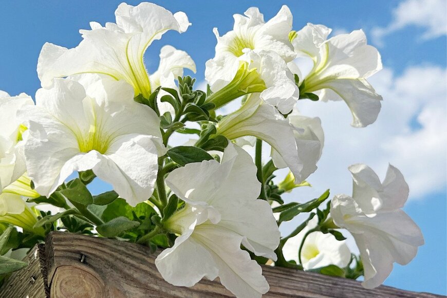 Olena Lialina/istockphoto.com