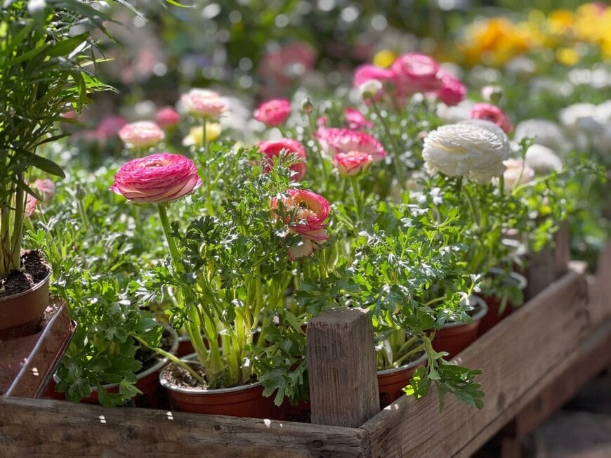 玄関がパッと華やぐ《多年草・一年草》7選。春色の寄せ植えを作りたいならこのお花！