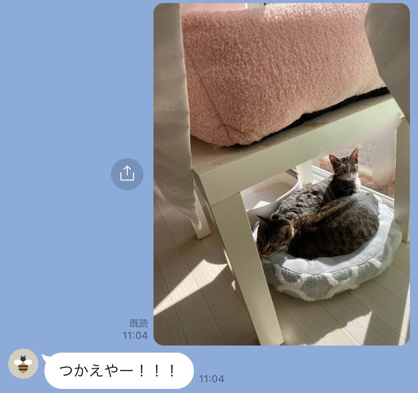 保護子猫達に使ってもらえない猫ベッド　ある日訪れた予想外の光景に「！！！！！」と驚き