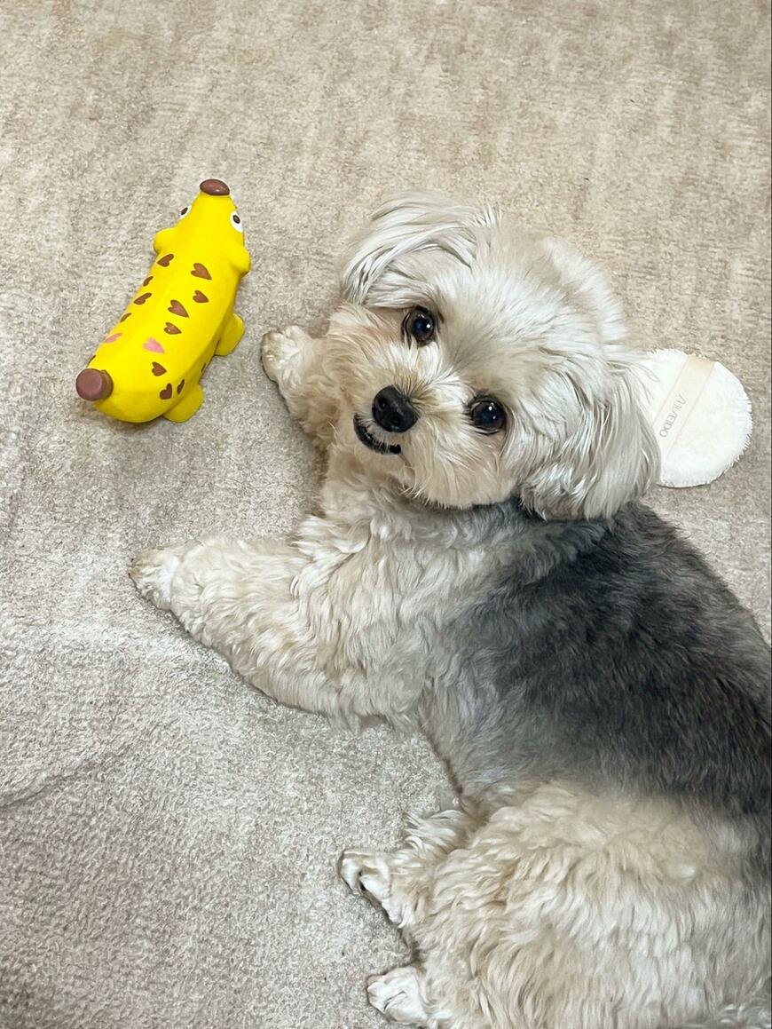犬が本気で遊んでいるときに写真を撮ると　まさかの光景に笑っちゃう