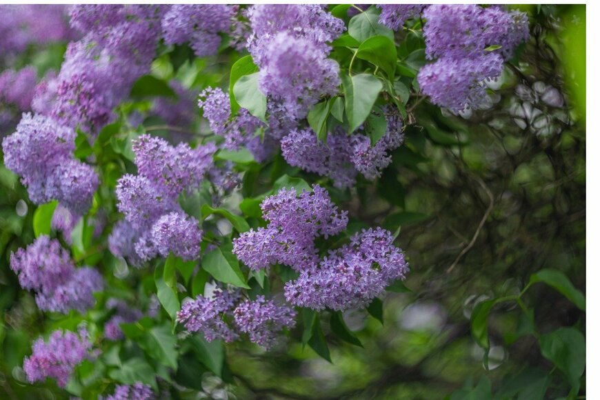 ライラック　Arina_Bogachyova/istockphoto.com