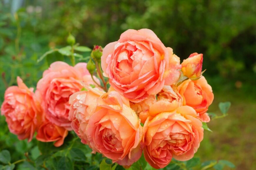 NADEJDA2015/istockphoto.com