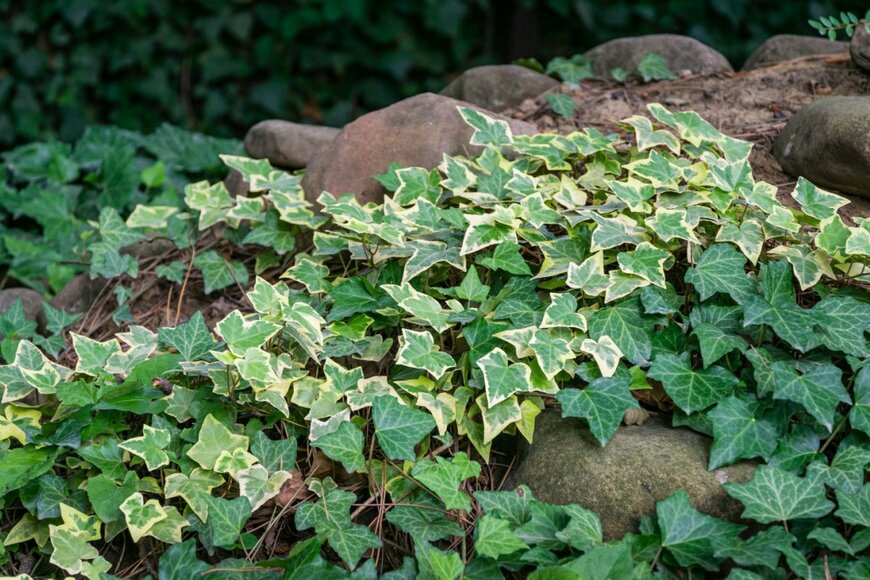 Marinodenisenko/shutterstock.com