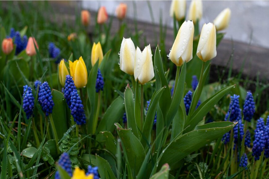 チューリップ、ムスカリ（Carmen Hauser/Shutterstock.com）