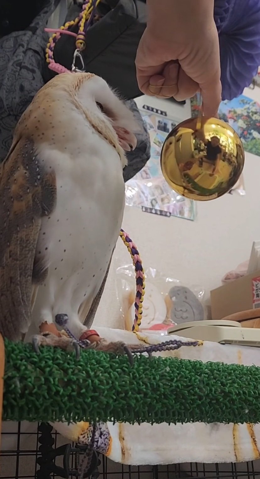 出所：@miki4wan108