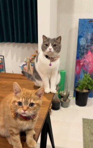 仲良しな姉妹猫！お姉ちゃん猫に近づいていく妹猫ちゃんだけど…お姉ちゃん猫のまさかの反応に驚き！