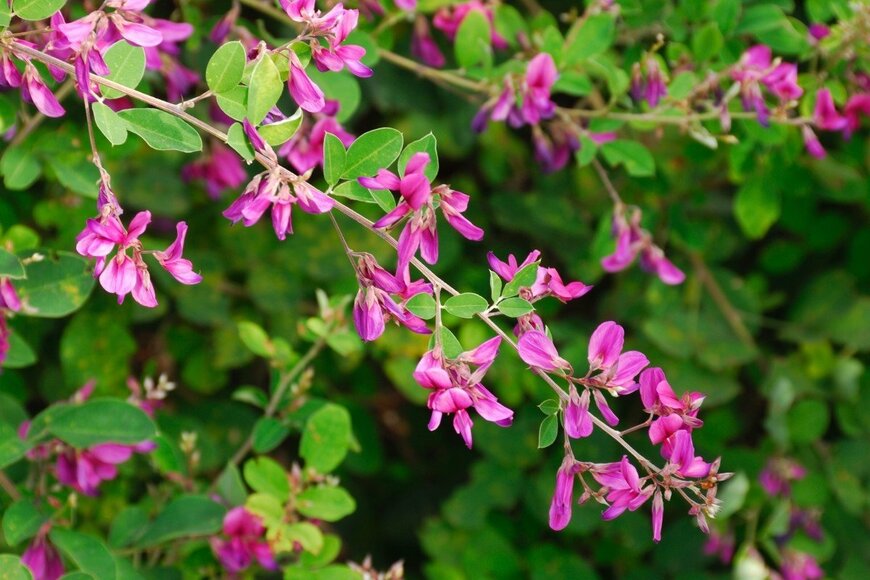 KPG-Payless2/shutterstock.com