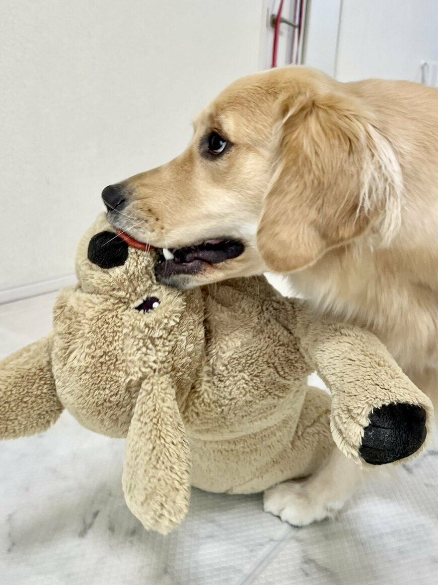 出所：@pu_channeldesu