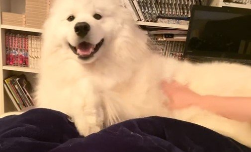 出所：@samoedsoran