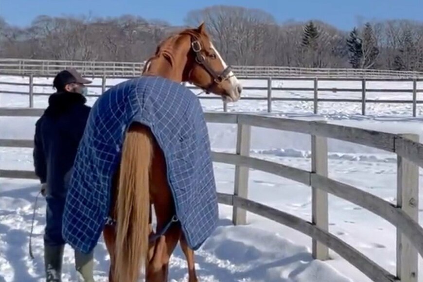 功労馬生活を送る「オウケンブルースリ」　繋養先で撮影された「先輩」との顔合わせがSNSで話題