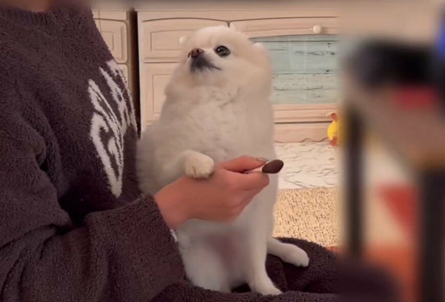 出所：@boku_ponchan