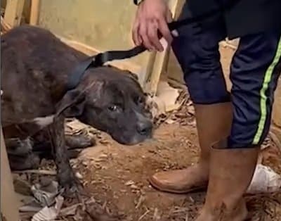 「絶対諦めない」獣医から足の切断を提案された保護犬、その後誰も予想もしなかった姿に驚きと感動！