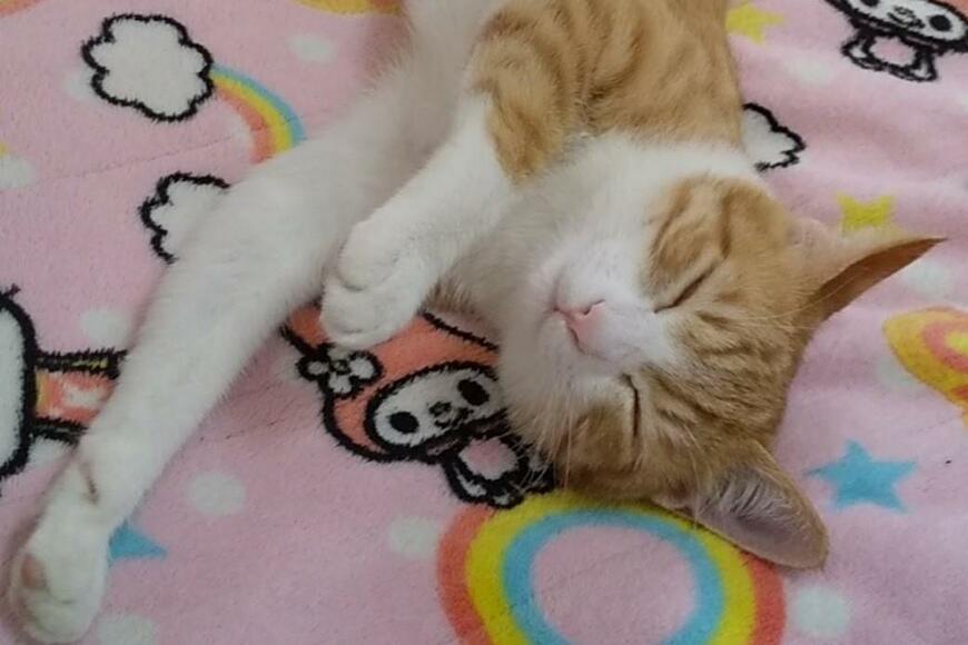 スヤスヤ眠る保護猫さん　警戒心を感じない幸せそうな寝姿に反響
