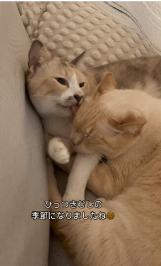 ひっつきむしの猫たち