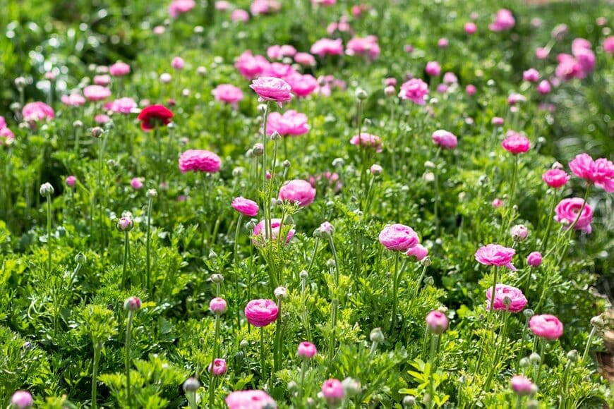 バラのような形をした小ぶりのピンクの花が咲き誇っている様子