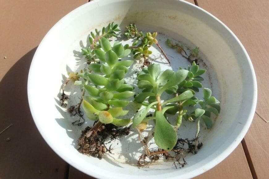 皿に載せられている多肉植物の株