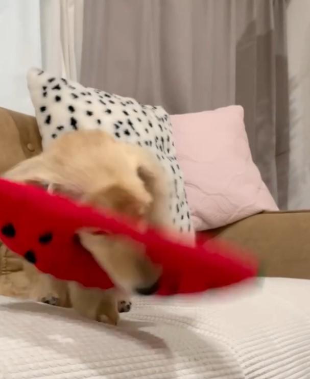 被り物をはずす犬