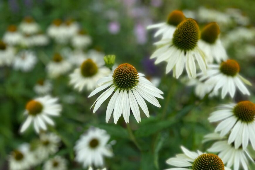 白い花を咲かせている、エキナセア