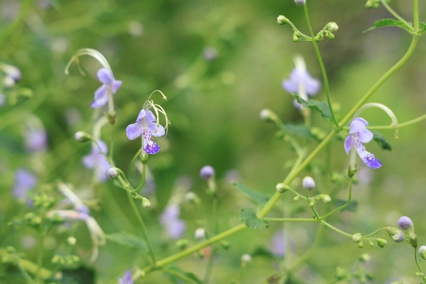 青紫色の花を咲かせている、カリガネソウ