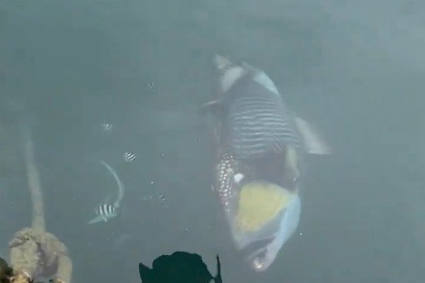 海で撮影された大きな魚